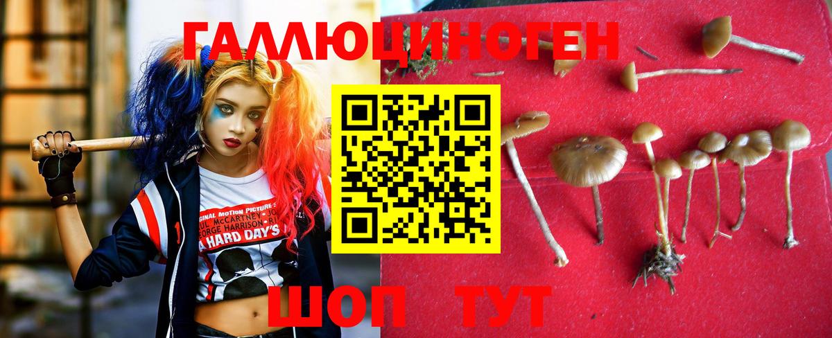 где продают   Вход с VPN  Заинск  Псилоцибиновые грибы мицелий 